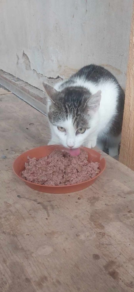 Kočičí Miska